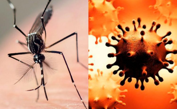  Dengue y coronavirus: ¿en qué se diferencian sus síntomas?